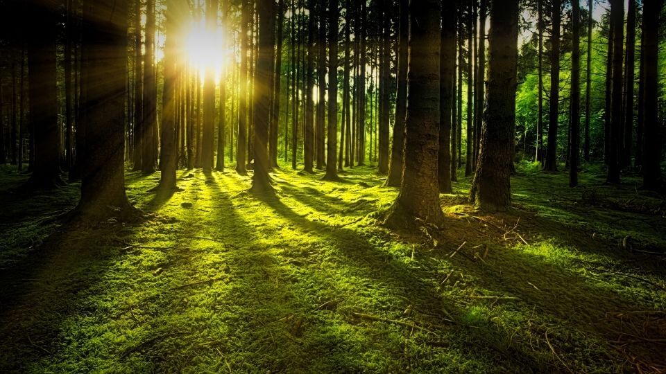 Sonnenstrahlen durch die Bäume beim Waldspaziergang